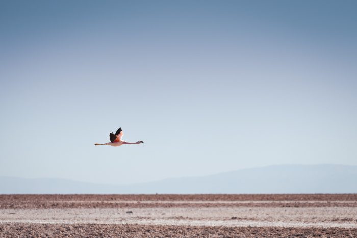 Chilean Atacama Flamingo by JP