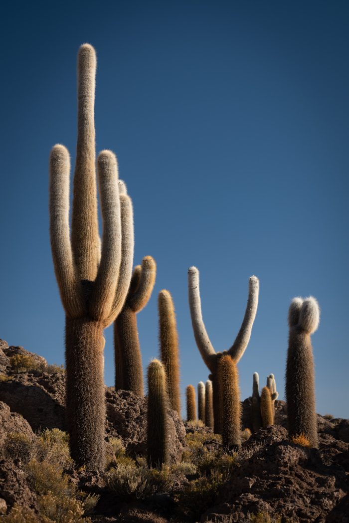 Bolivia Uyuni Salt Flats Cacti by JP