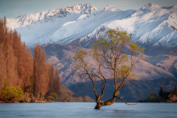 New Zealand Wanaka Tree by JP