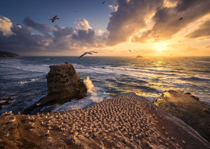 Muriwai Gannet Colony