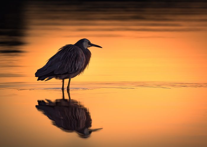 Grey Heron In Golden Hour